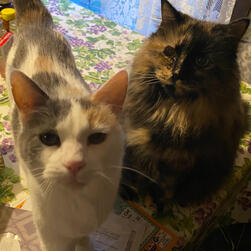 Kelly (left) and Spider (right) we’ve had these girls for a long time!