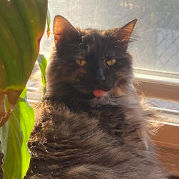 Skunk! She came up to our door one day and she was so loving and friendly, and her little blep stole our hearts!